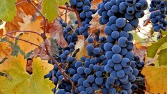 Leaves autumn grapes rod fruits crop