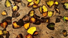 Leaves autumn ground