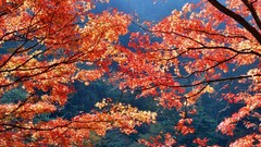 Leaves autumn Japan