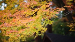 Leaves autumn Japan