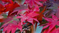 Leaves autumn Japan