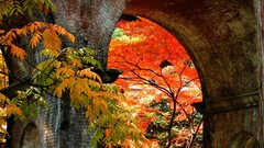 Leaves autumn Japan architecture