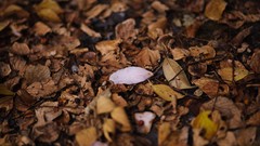 Leaves autumn Japan fallen leaves
