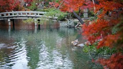 Leaves autumn Japan Garden