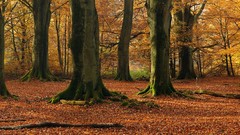 Leaves autumn Japan moss panorama forests fallen leaves beech