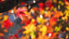 Leaves autumn maple-leaf bokeh