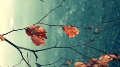 Leaves autumn natural