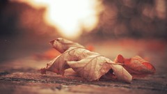 Leaves autumn orange fallen leaves depth of field