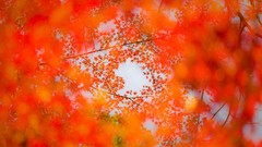 Leaves autumn orange maple-leaf bokeh depth of field
