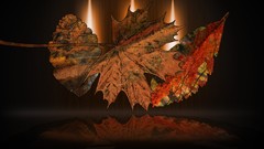 Leaves autumn orange reflections