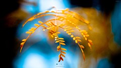 Leaves autumn Plants natural depth of field