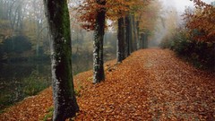 Leaves autumn roads fallen leaves