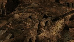 Leaves autumn rotten