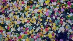 Leaves autumn Russia fallen leaves