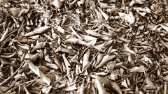 Leaves autumn sepia fallen leaves