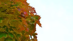Leaves autumn skies
