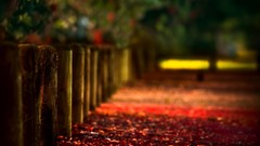 Leaves autumn Wooden fence fallen leaves depth of field