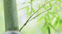 Leaves bamboo Plants