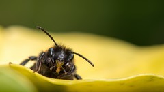 Leaves bees insects hymenopthera