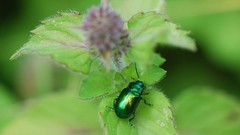 Leaves beetle mint leaf