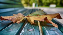 Leaves bench