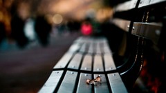 Leaves bench bokeh depth of field