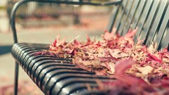 Leaves bench fallen leaves depth of field