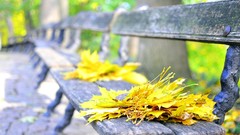Leaves bench fallen leaves depth of field