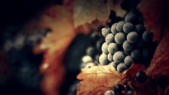 Leaves Berries fruits depth of field