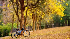 Leaves Bicycles