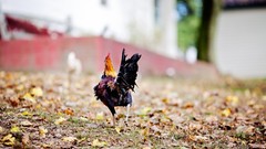 Leaves Birds bokeh fallen leaves depth of field roosters