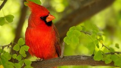Leaves Birds cardinal Northern Cardinal