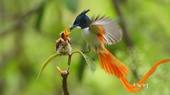 Leaves Birds pakistan male bing feeding flycatcher baby birds 