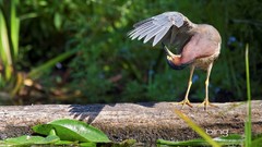 Leaves Birds Park Seattle bing herons