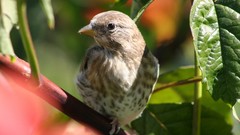 Leaves Birds sparrow