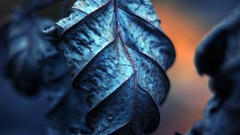 Leaves blue