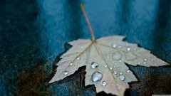 Leaves blue abstract water drops