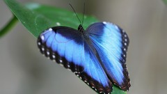 Leaves blue Butterflies insects