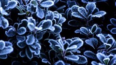 Leaves blue frost