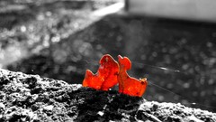 Leaves bokeh buildings spider webs selective coloring