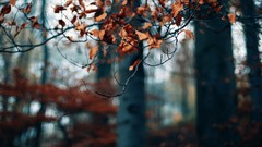 Leaves bokeh forests depth of field