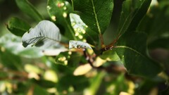 leaves branch nature