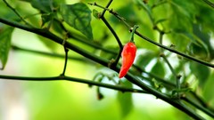 Leaves branches abstract chili peppers