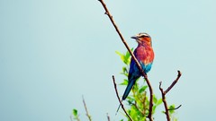 Leaves branches Birds multicolor Lilac-breasted Roller