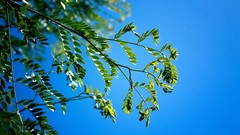 Leaves branches blue skies