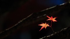 Leaves branches flora