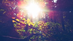 Leaves branches forests sun flare