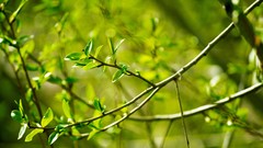 Leaves branches Plants
