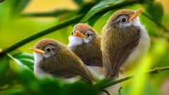 Leaves branches white Green Birds brown baby birds
