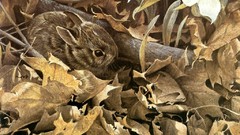 Leaves Bunnies